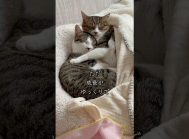 元野良の母猫と子猫家族それぞれのお昼寝をのぞいてみました🐱 #shorts  #子猫の成長日記 #保護子猫