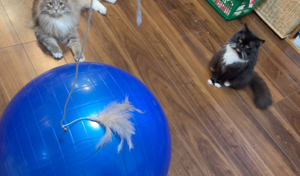 エクササイズさせられる猫　サイベリアン