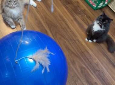 エクササイズさせられる猫　サイベリアン