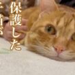 保護した子猫が優しいイケニャンに成長しました