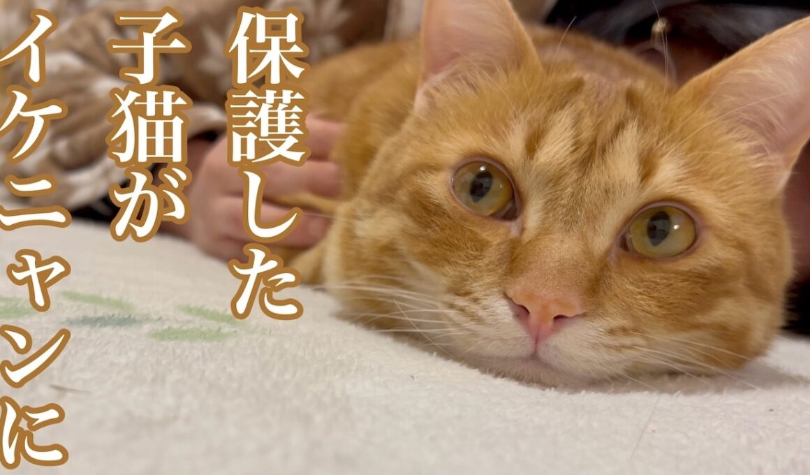 保護した子猫が優しいイケニャンに成長しました