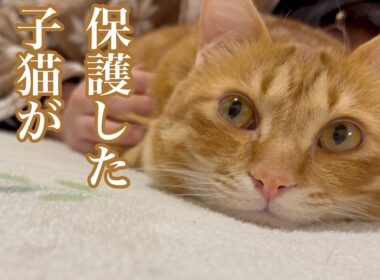 保護した子猫が優しいイケニャンに成長しました