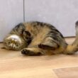 元ツンデレ猫の甘え方の癖がすごい！