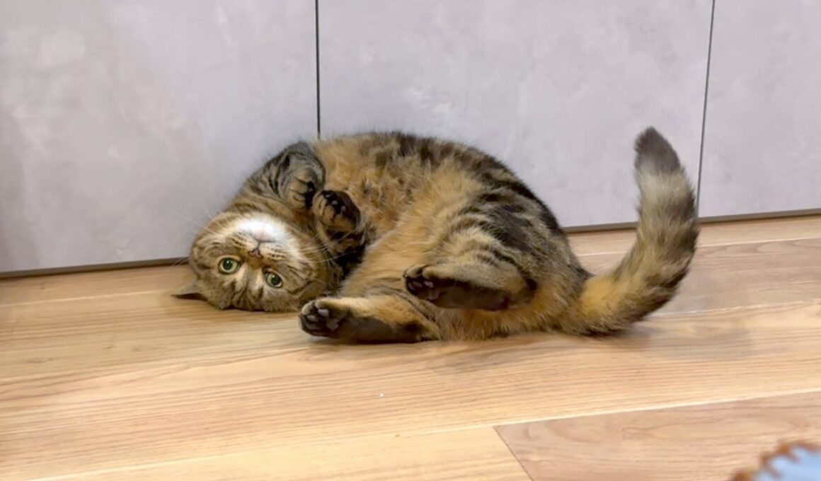 元ツンデレ猫の甘え方の癖がすごい！