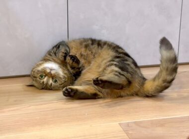 元ツンデレ猫の甘え方の癖がすごい！