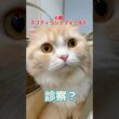 健康診断をしに6歳のスコティッシュフォールドが動物病院にやって来た！