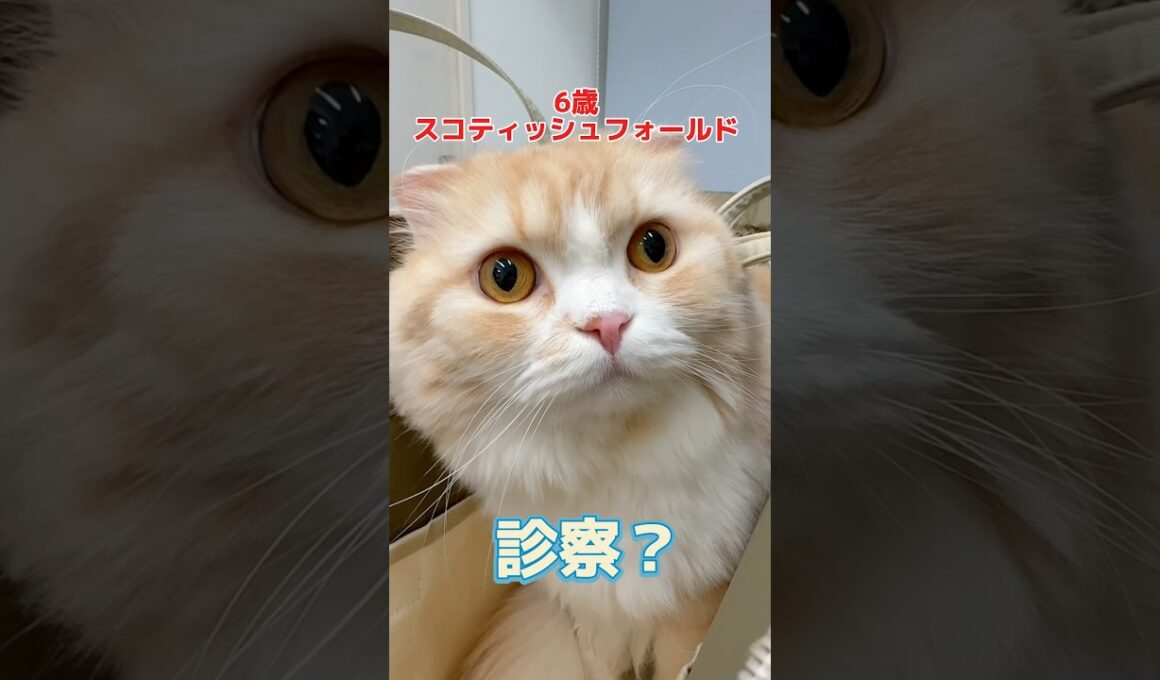 健康診断をしに6歳のスコティッシュフォールドが動物病院にやって来た！