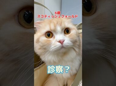 健康診断をしに6歳のスコティッシュフォールドが動物病院にやって来た！