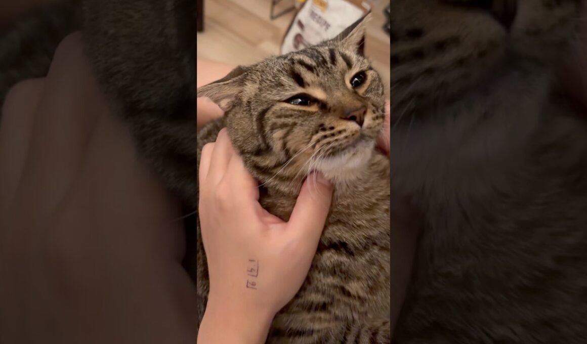 【伝説】プチたぬきの歌www #cat #猫