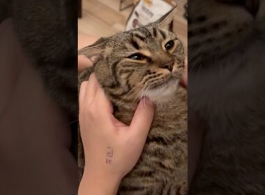 【伝説】プチたぬきの歌www #cat #猫