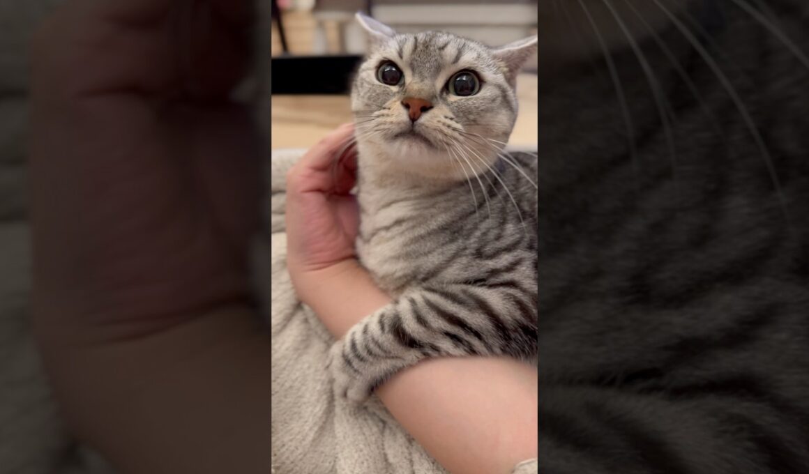 一日中パパの腕に巻きついてる猫がこちらです...!! #cat #猫