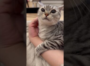 一日中パパの腕に巻きついてる猫がこちらです...!! #cat #猫