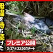 【子猫 保護】戻らない母猫...寒空の下鳴き続けた生まれたての子猫を保護しました【前編】