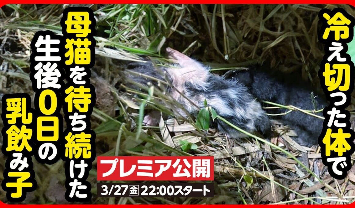 【子猫 保護】戻らない母猫...寒空の下鳴き続けた生まれたての子猫を保護しました【前編】
