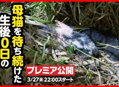 【子猫 保護】戻らない母猫...寒空の下鳴き続けた生まれたての子猫を保護しました【前編】