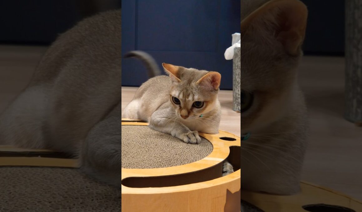 チョイエー #猫 #ねこ #こねこ #猫のいる暮らし #シンガプーラ #cat #catshorts