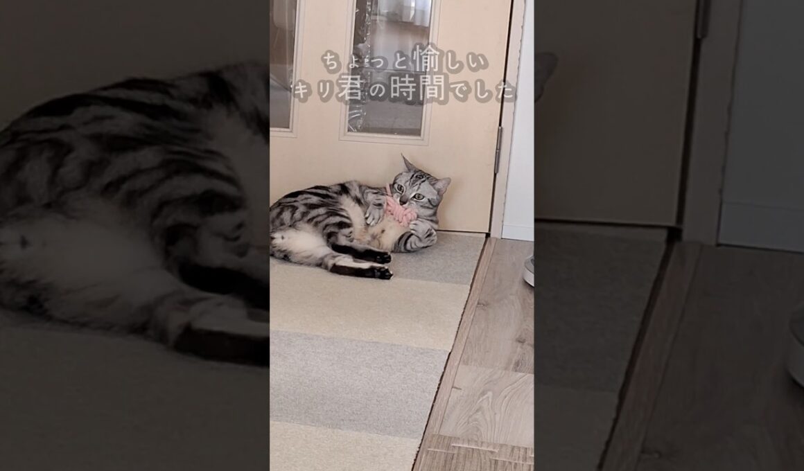 ｢遊びよりも休むのが長い猫｣#shorts #cat #アメショ #猫 #ねこ #アメリカンショートヘアー #猫のいる暮らし