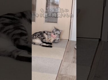 ｢遊びよりも休むのが長い猫｣#shorts #cat #アメショ #猫 #ねこ #アメリカンショートヘアー #猫のいる暮らし