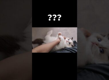 投稿したかしてない動画か忘れちゃう🤦🏻‍♀️ #shorts #猫 #子猫 #ラグドール #甘えん坊猫 #猫のいる暮らし