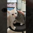 ぼくも甘えたい！とやってきた子猫さん😺 #cat #好きな子猫 #kitten #子ネコ #猫のいる暮らし #kitty #cute #gatto #子猫 #猫好きさんと繋がりたい #保護猫