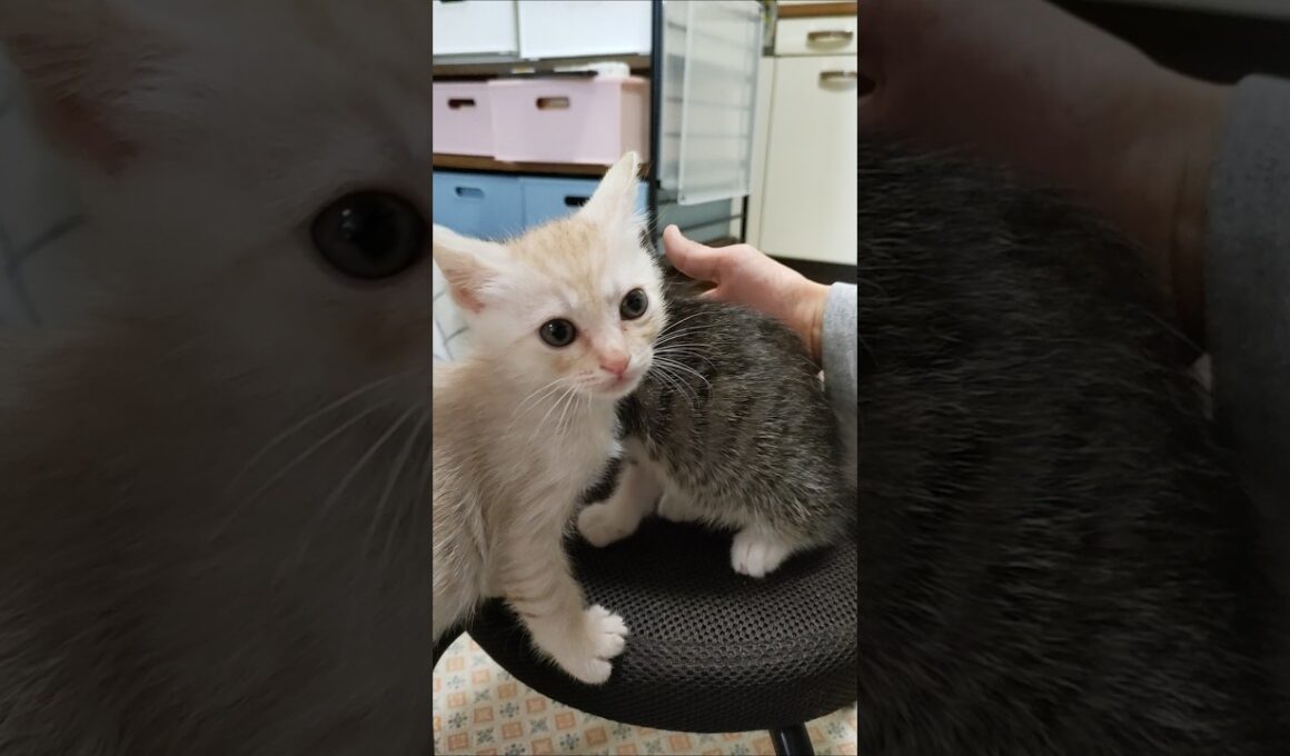 ぼくも甘えたい！とやってきた子猫さん😺 #cat #好きな子猫 #kitten #子ネコ #猫のいる暮らし #kitty #cute #gatto #子猫 #猫好きさんと繋がりたい #保護猫