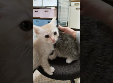 ぼくも甘えたい！とやってきた子猫さん😺 #cat #好きな子猫 #kitten #子ネコ #猫のいる暮らし #kitty #cute #gatto #子猫 #猫好きさんと繋がりたい #保護猫