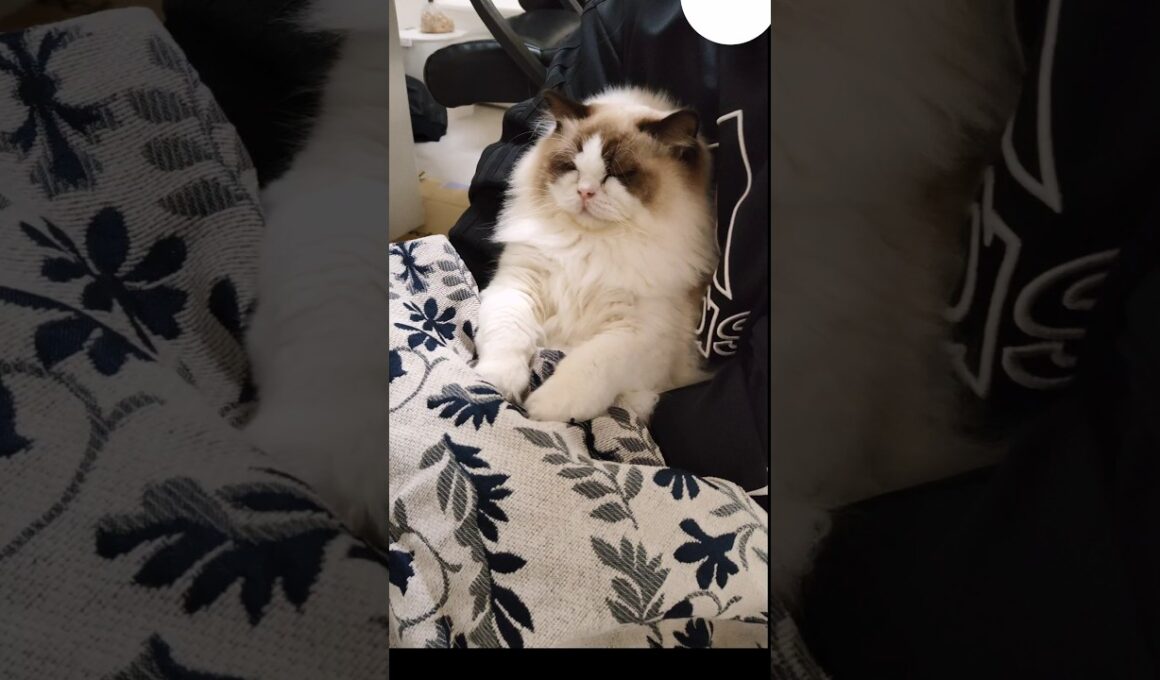 コタツが気持ち良くておばあちゃんみたいになってる👶🏻🧓🏻 #shorts #猫 #もふもふ #ラグドール #甘えん坊猫 #猫のいる暮らし