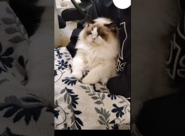 コタツが気持ち良くておばあちゃんみたいになってる👶🏻🧓🏻 #shorts #猫 #もふもふ #ラグドール #甘えん坊猫 #猫のいる暮らし