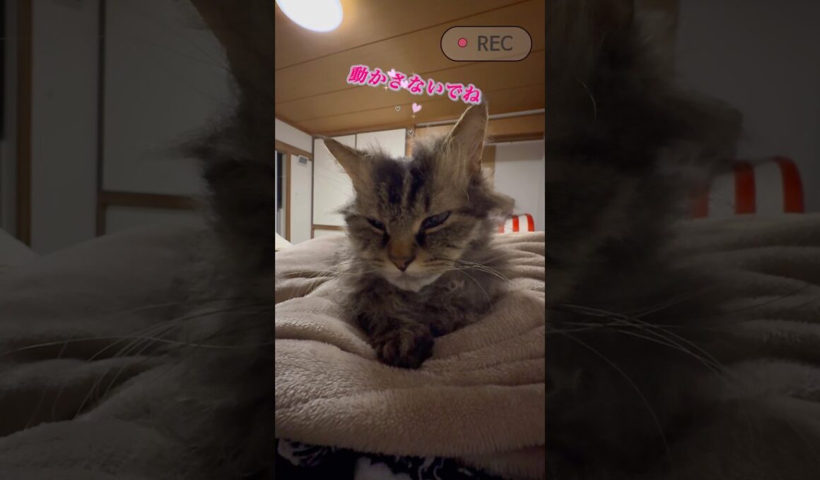 人の胸を完全にベッドにしてる猫 #スクーカム  #猫のいる暮らし #猫 #cat #しゃむねこ #好きな子猫 #shorts