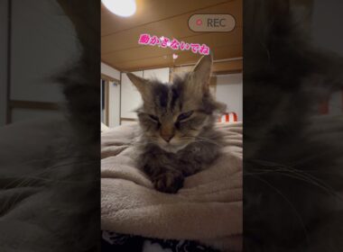 人の胸を完全にベッドにしてる猫 #スクーカム  #猫のいる暮らし #猫 #cat #しゃむねこ #好きな子猫 #shorts