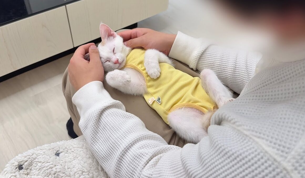 譲渡前日に育ての親と再会した子猫が離れたくなくてこうなっちゃいました…