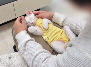 譲渡前日に育ての親と再会した子猫が離れたくなくてこうなっちゃいました…