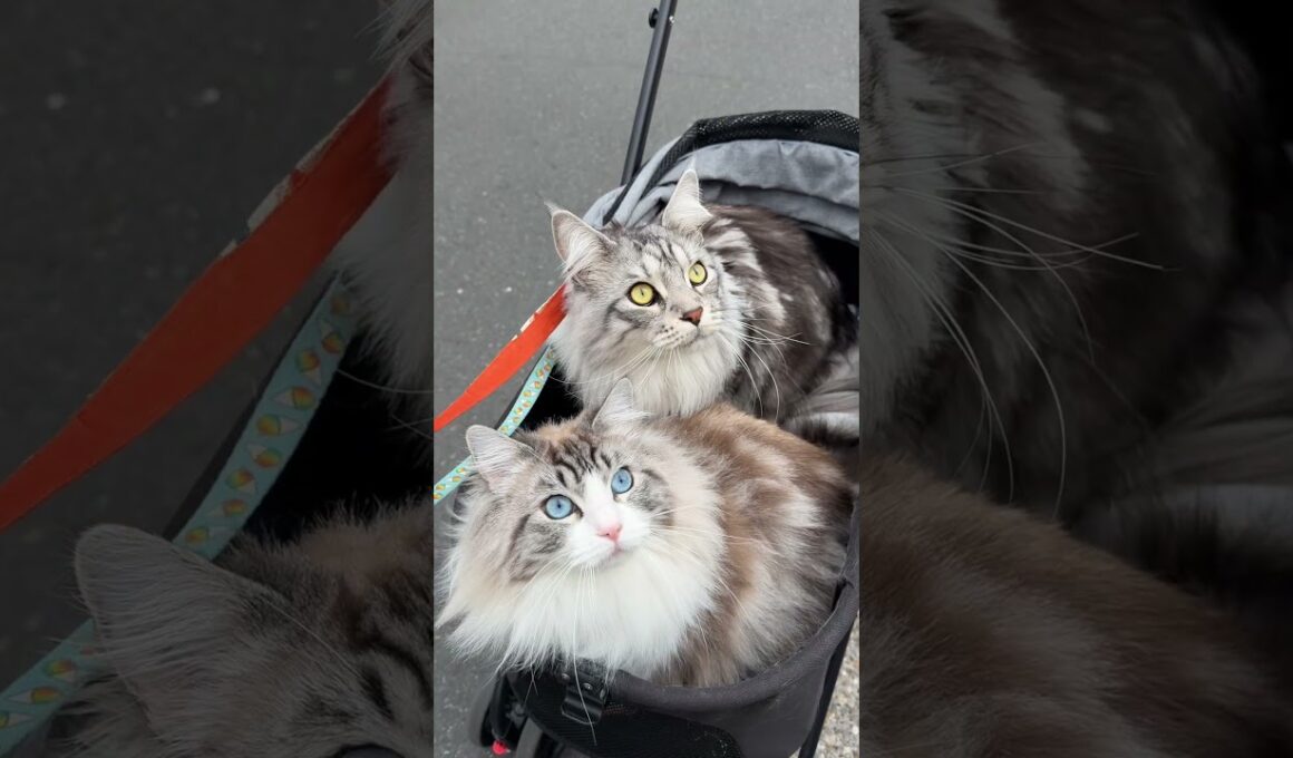 これが鳥の視点だったら。。。#メインクーン #ラグドール #mainecoon #ragdoll #猫のいる生活