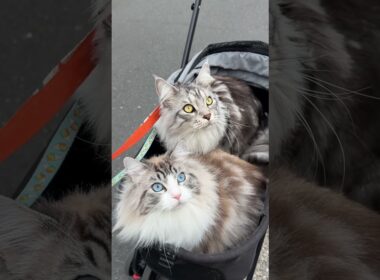 これが鳥の視点だったら。。。#メインクーン #ラグドール #mainecoon #ragdoll #猫のいる生活