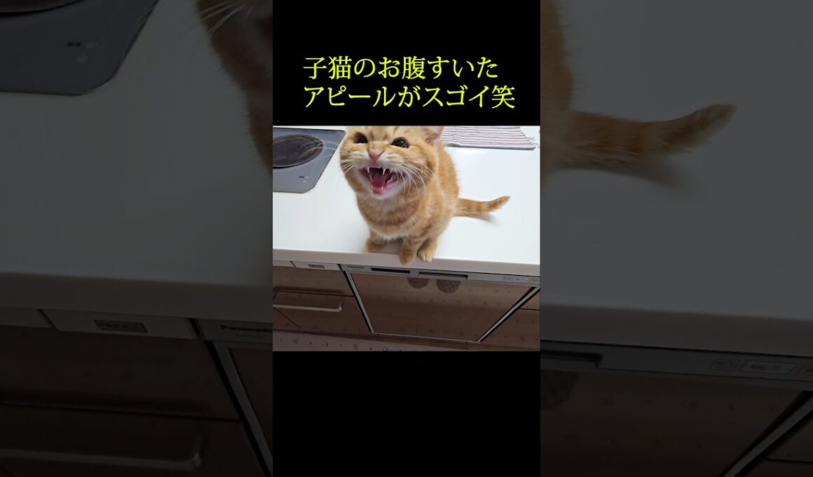 子猫のお腹空いたアピールがスゴイ笑...#shorts