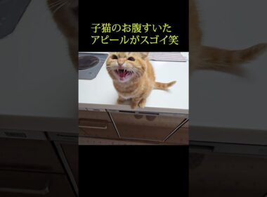 子猫のお腹空いたアピールがスゴイ笑...#shorts