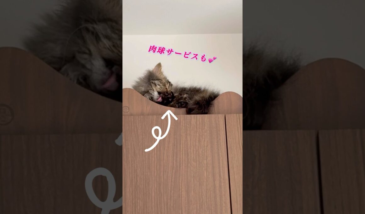 毛づくろい中ですが肉球どうぞ🐾 #スクーカム #猫のいる暮らし #cat #肉球