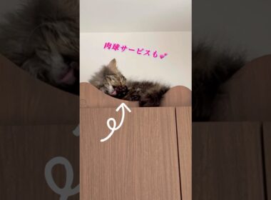 毛づくろい中ですが肉球どうぞ🐾 #スクーカム #猫のいる暮らし #cat #肉球