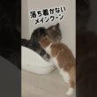 トイレを妨害されるメインクーン #cat #猫のいる暮らし #ねこのいる生活 #メインクーン #ノルウェージャンフォレストキャット #shorts