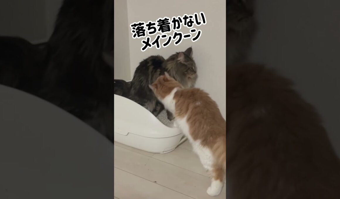 トイレを妨害されるメインクーン #cat #猫のいる暮らし #ねこのいる生活 #メインクーン #ノルウェージャンフォレストキャット #shorts