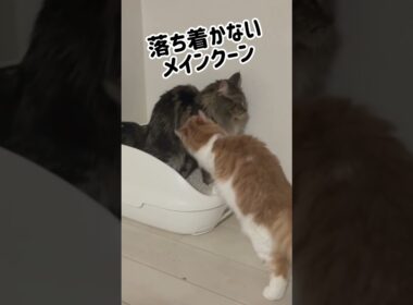 トイレを妨害されるメインクーン #cat #猫のいる暮らし #ねこのいる生活 #メインクーン #ノルウェージャンフォレストキャット #shorts