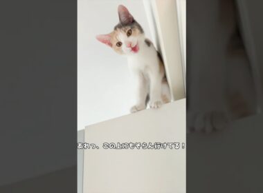 保護子猫ぴよ＆そらん167 #保護猫 #猫 #cat #kitten #子猫 #猫部