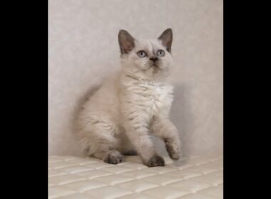 セルカークレックス子猫　Selkirk Rex　2025.12.16産まれ　　ブルーポイント　巻き毛　女の子　シーダキャット猫のお店