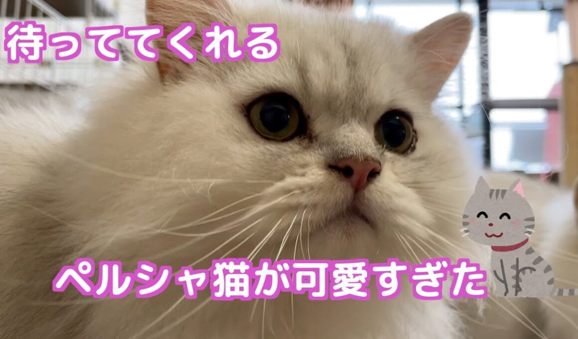 【ペルシャ猫】夏の終わり❗️ペルシャ猫弟の食欲に圧倒される可愛いお姉ちゃん猫