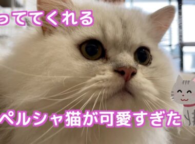【ペルシャ猫】夏の終わり❗️ペルシャ猫弟の食欲に圧倒される可愛いお姉ちゃん猫