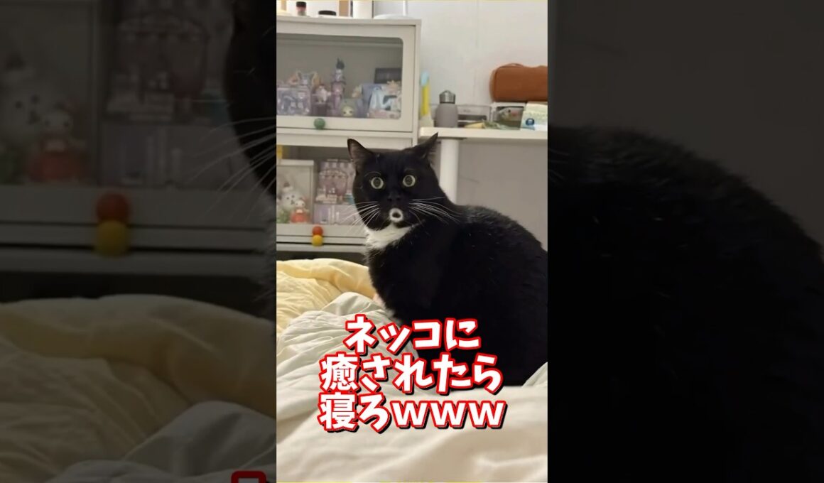 ネッコの動画で癒されたら寝ろｗｗｗ　#2ch  #動物  #猫 #癒やし #ねこ動画