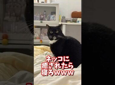 ネッコの動画で癒されたら寝ろｗｗｗ　#2ch  #動物  #猫 #癒やし #ねこ動画
