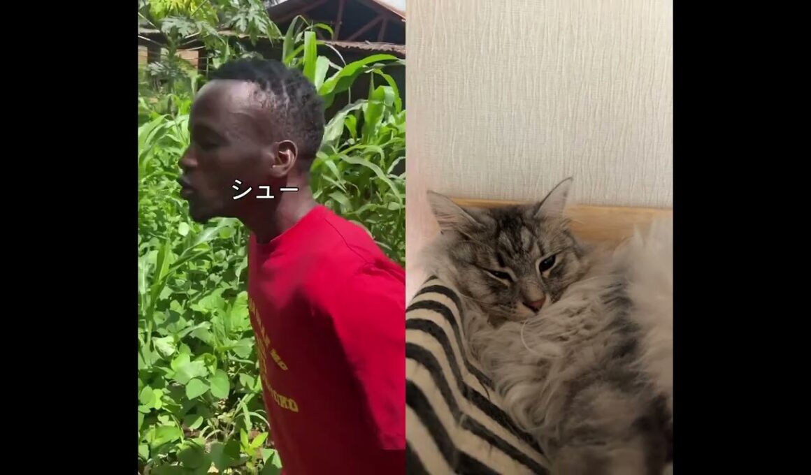 えっほ　えっほ😸#cat #ねこ好きさんと繋がりたい