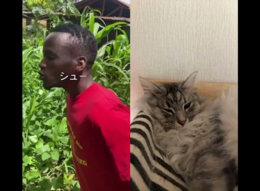 えっほ　えっほ😸#cat #ねこ好きさんと繋がりたい