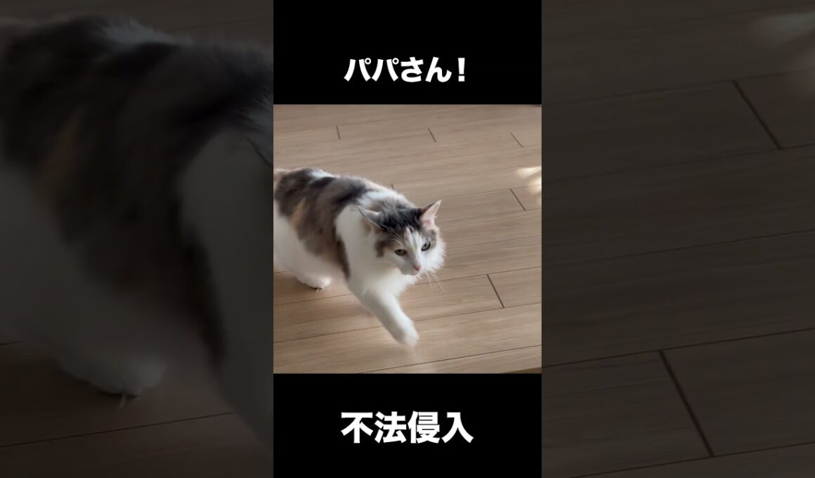 不法侵入を許し現実逃避をする猫です！【ノルウェージャン アンの成長記録】 #ノルウェージャン #cat #ねこ #アン #猫のいる暮らし #ネコ #猫 #日常 #猫好きさんと繋がりたい